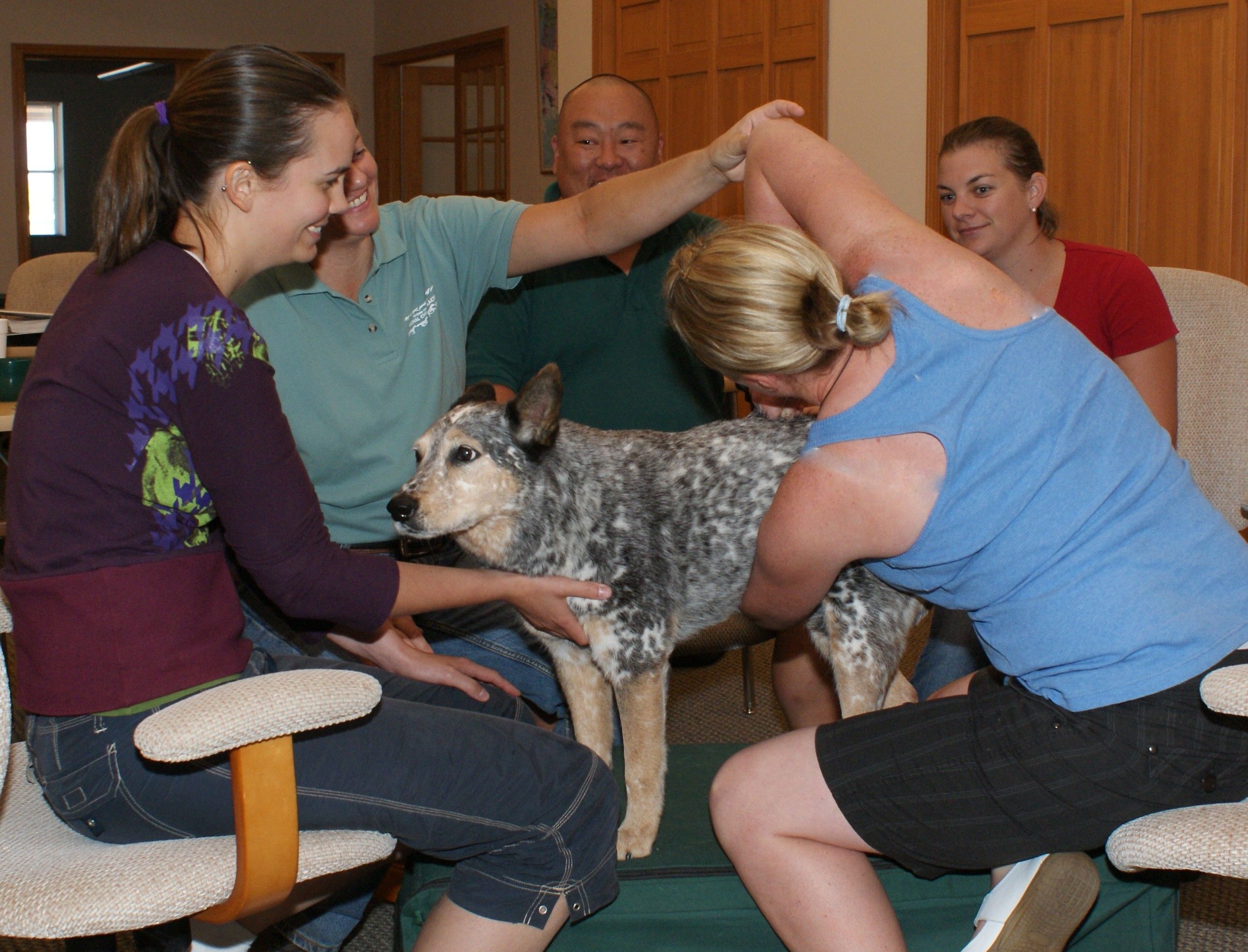 Canine Piriformis and Sacroiliac Subluxation - Options for Animals College of Animal Chiropractic - Wellsville, KS