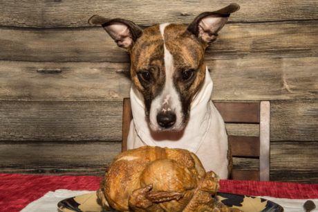 Thanksgiving Safety for Your Pet