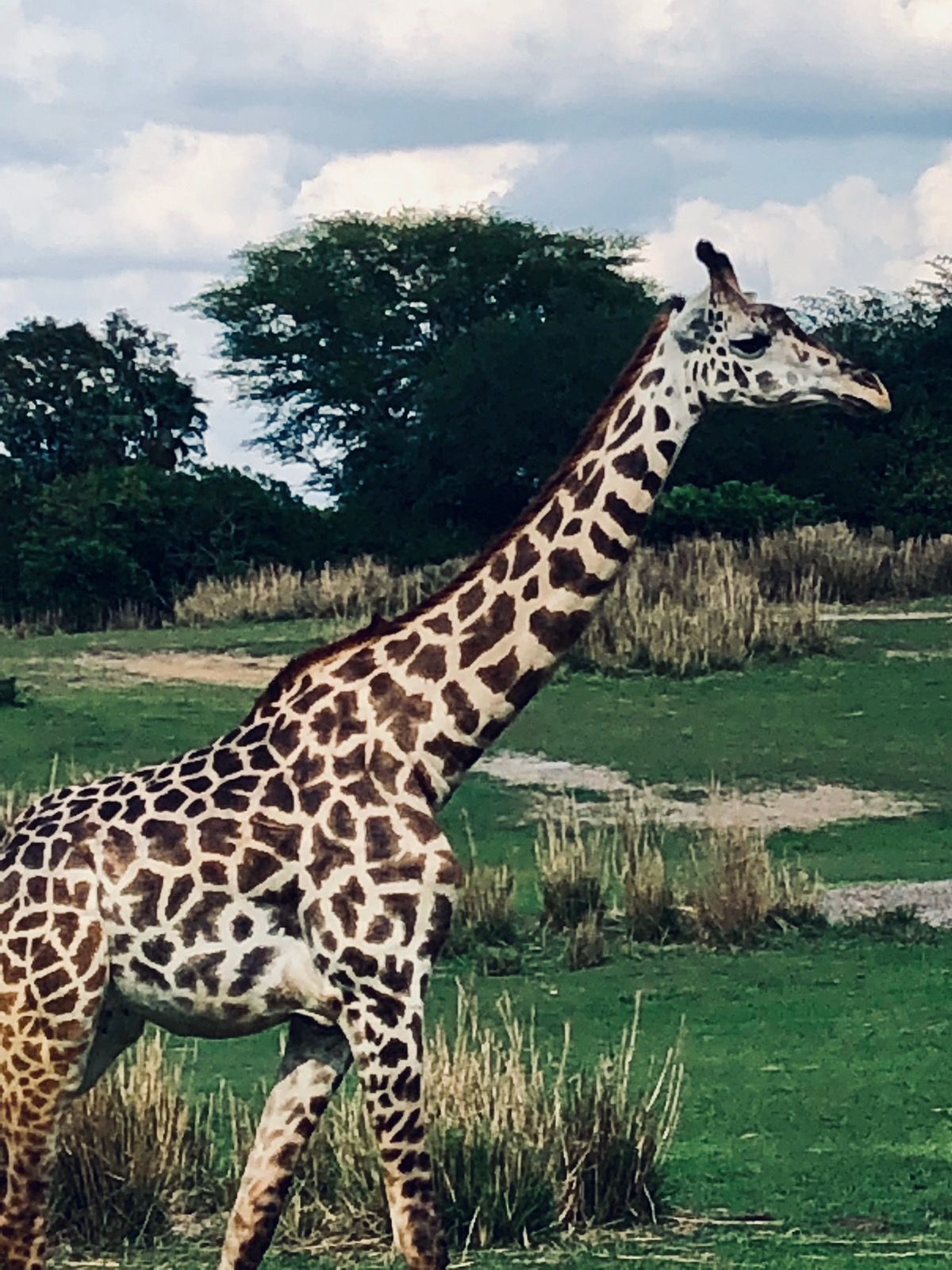 Cervical Vertebrae in Giraffes Options For Animals