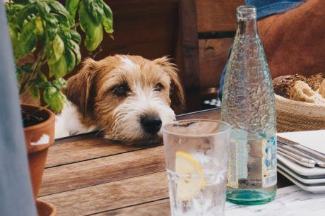 How to Keep Your Pet Safe During Summer Parties